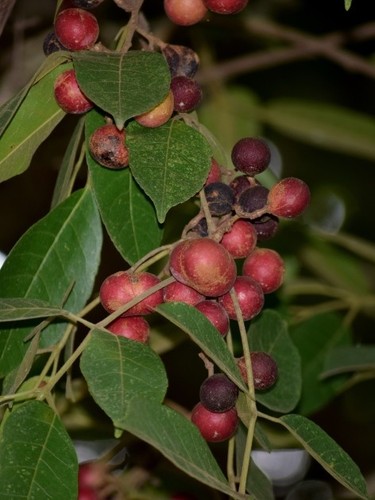Protium serratum india - protium, red